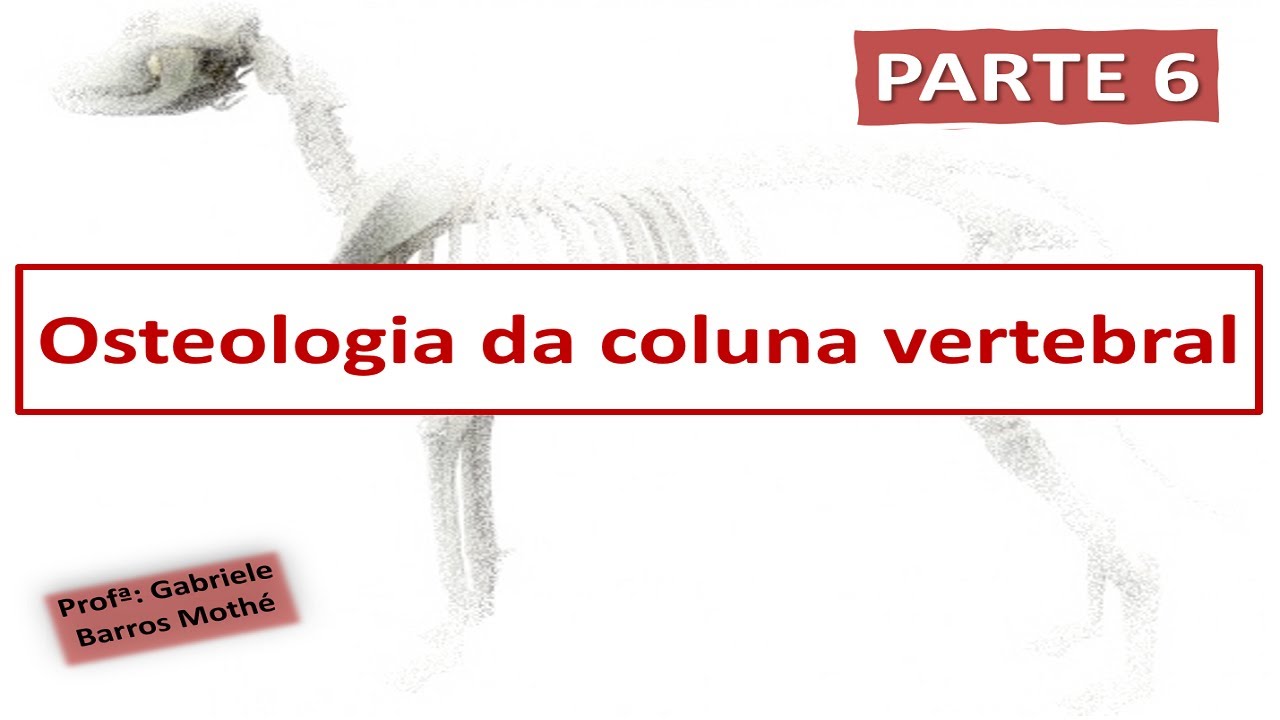 OSTEOLOGIA DA COLUNA - parte 6 (anatomia veterinária)