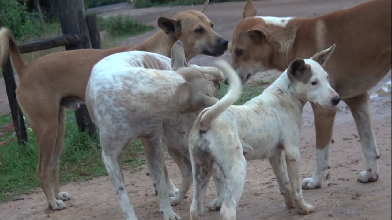 Mating season Female and male Dogs meet each other
