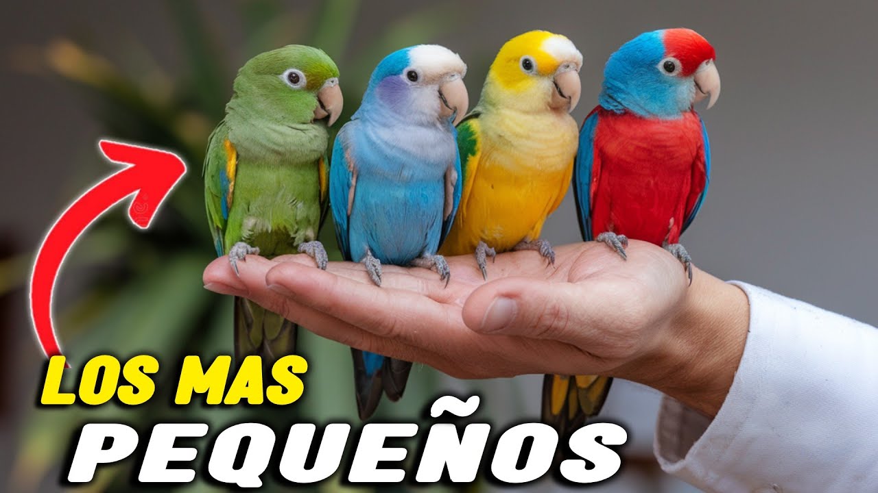 Descubre los 10 LOROS PEQUE&Ntilde;OS m&aacute;s Hermosos del Mundo 🦜❤️😍