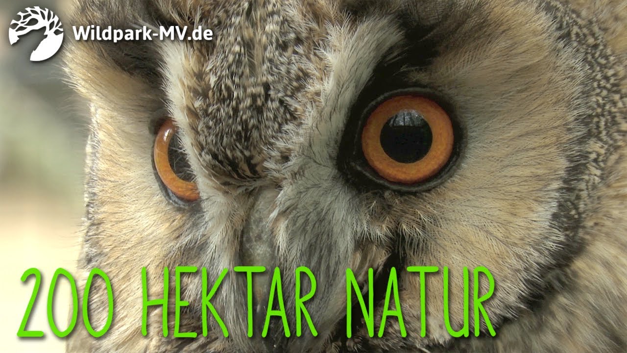 Wildpark-MV &ndash; Magazin-Beitrag
