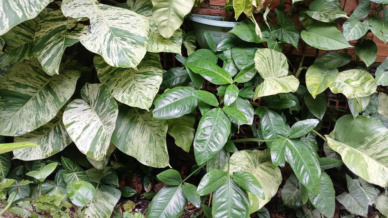Um Cantinho VERDE. Como Faço Muro VERDE Com FOLHAGENS Comuns