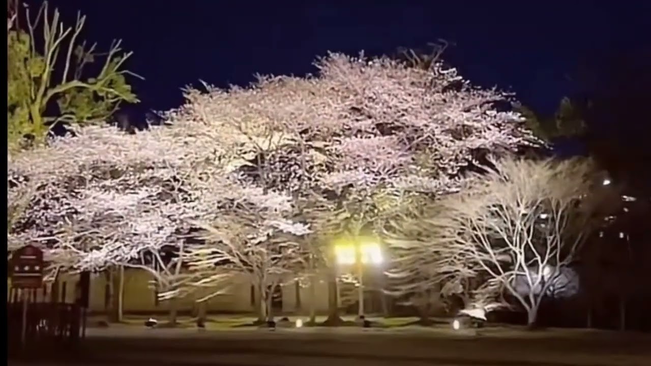 Sakura at Night Osaka castle Japan | Cherry Blossom Illumination