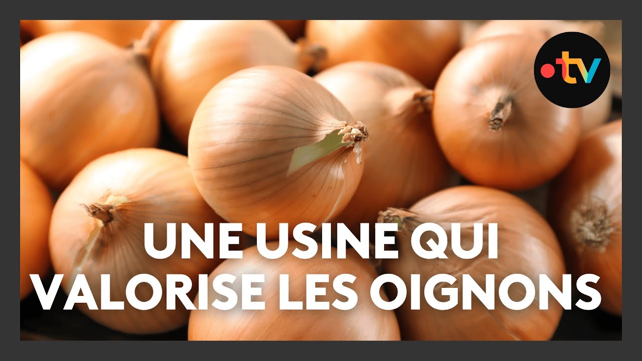 Agriculture. Beauce : la récolte des oignons s’achève, une filière en pleine valorisation