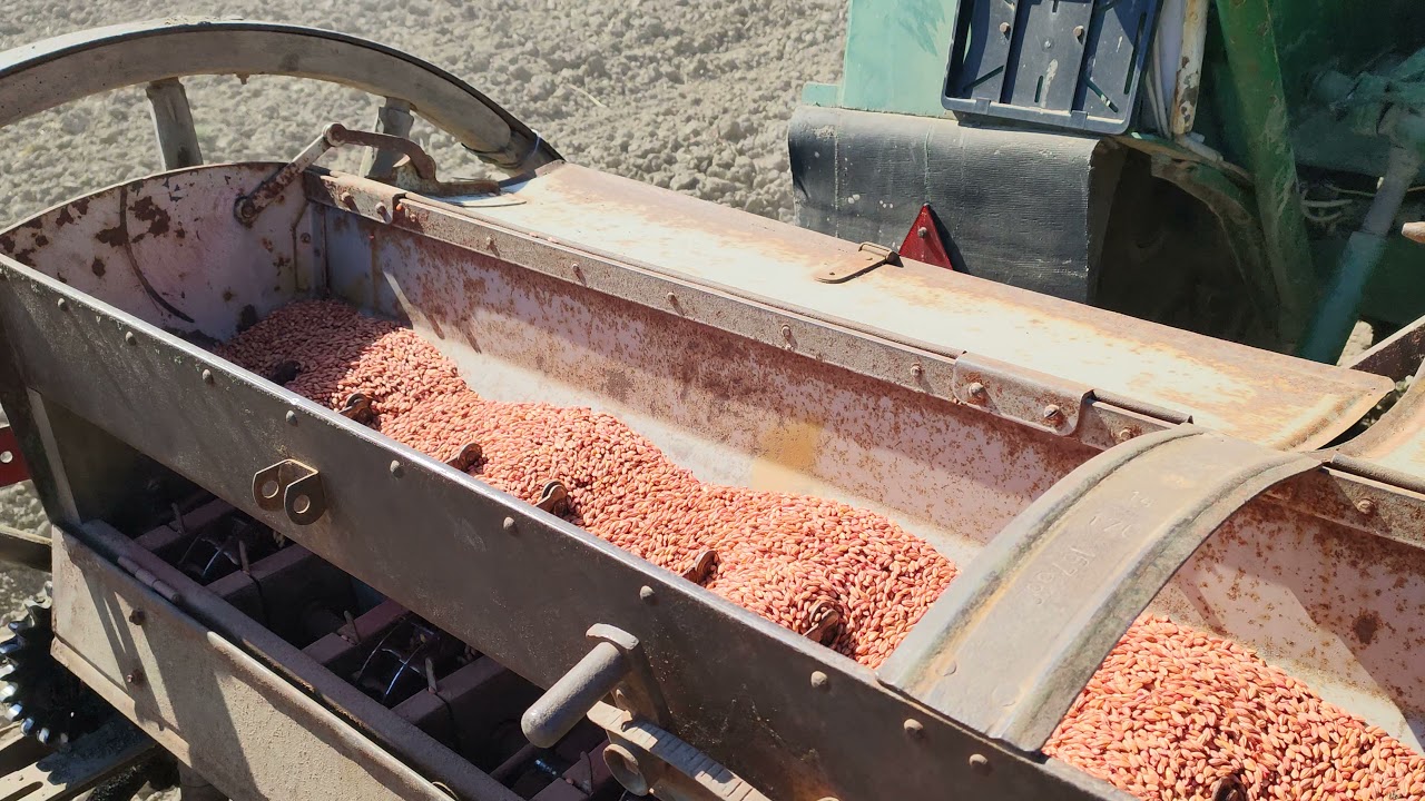 Zetor super 42 sejba koňskou sejačkou, jarec