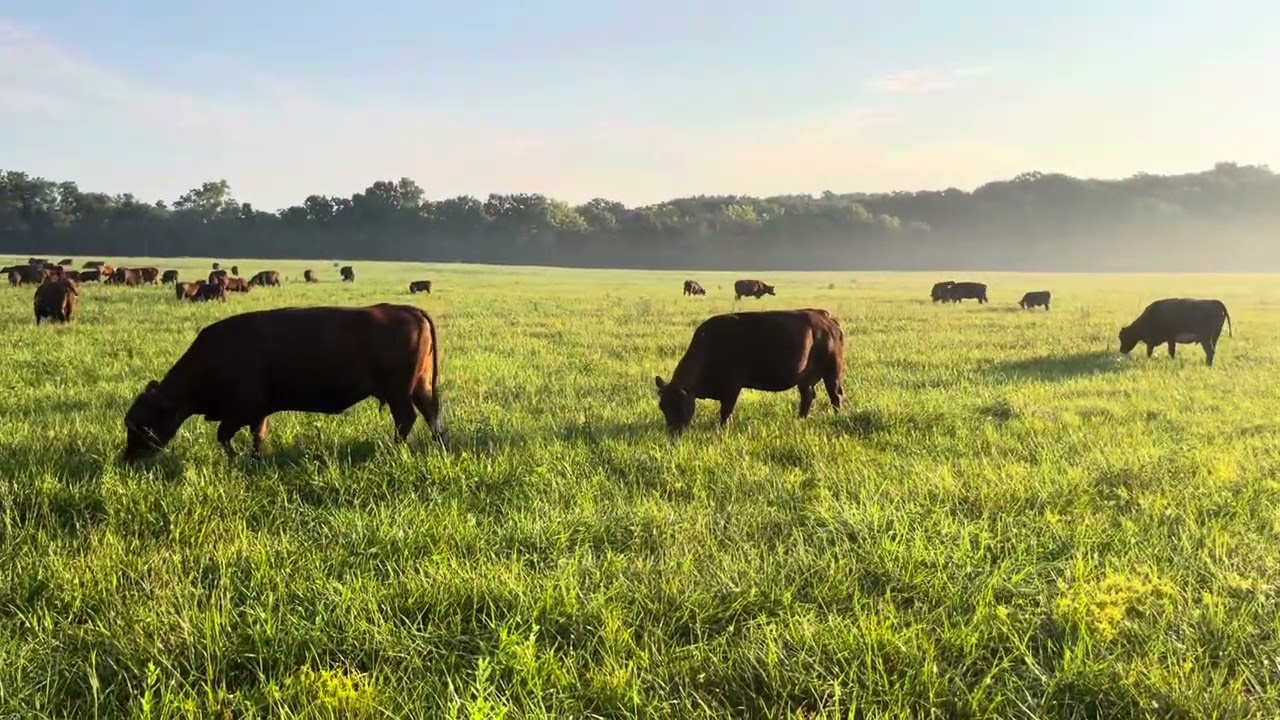 Got a hay field, try this method to improve it and save yourself thousands of dollars in fertilizer.