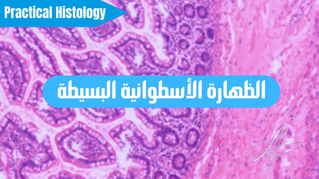 الظهارة الأسطوانية البسيطة