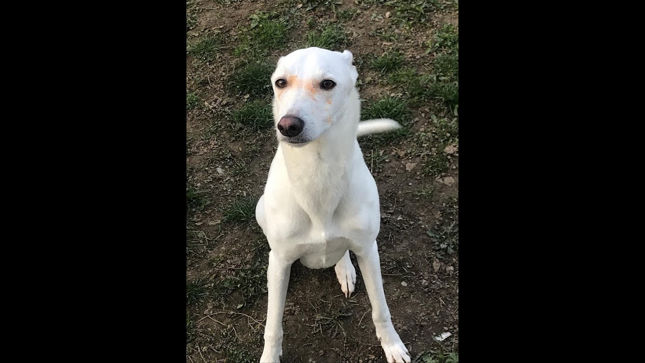 galgos france - LEV