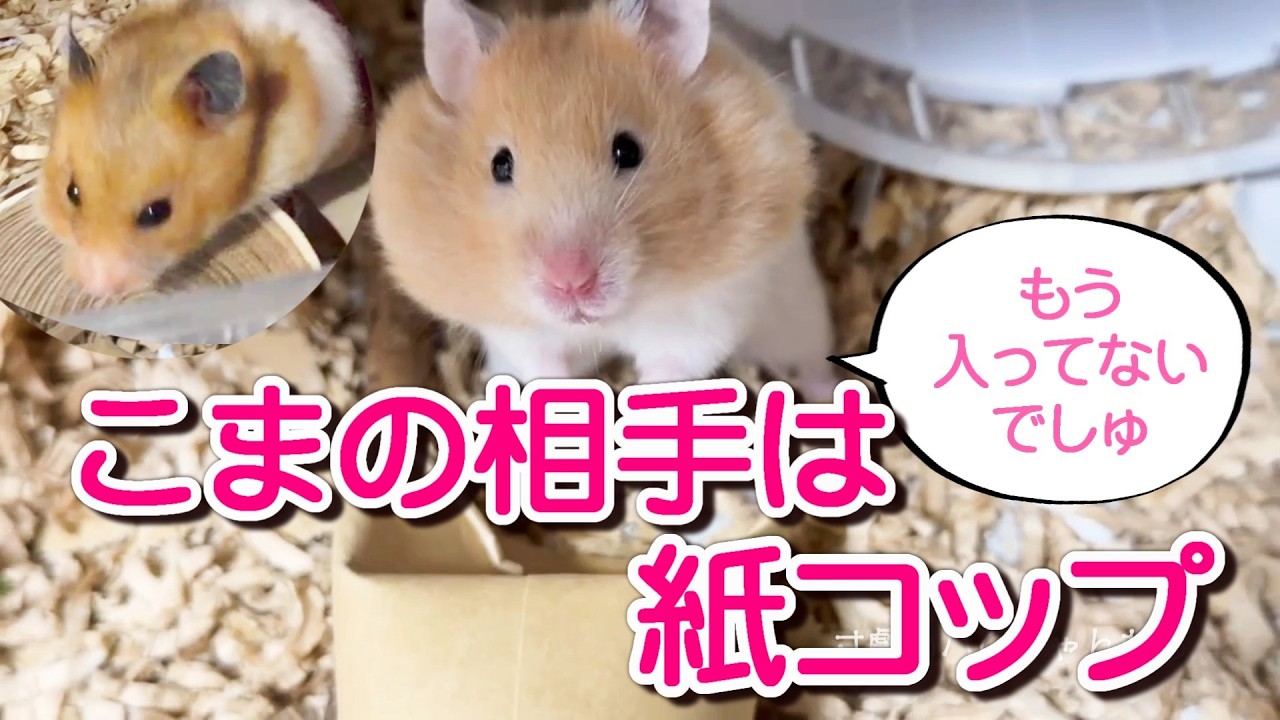 ＃1101こまの相手は紙コップ