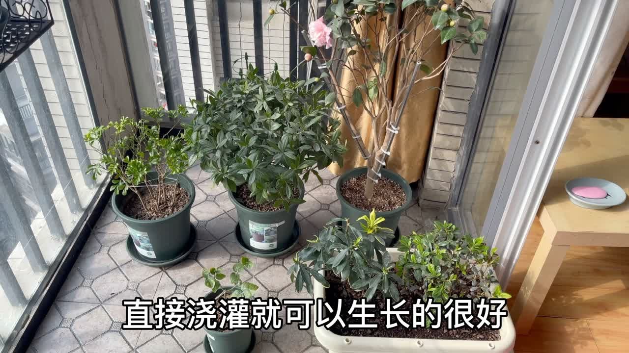 喜酸植物之土壤调酸，不一样的教程。适用于绣球调蓝