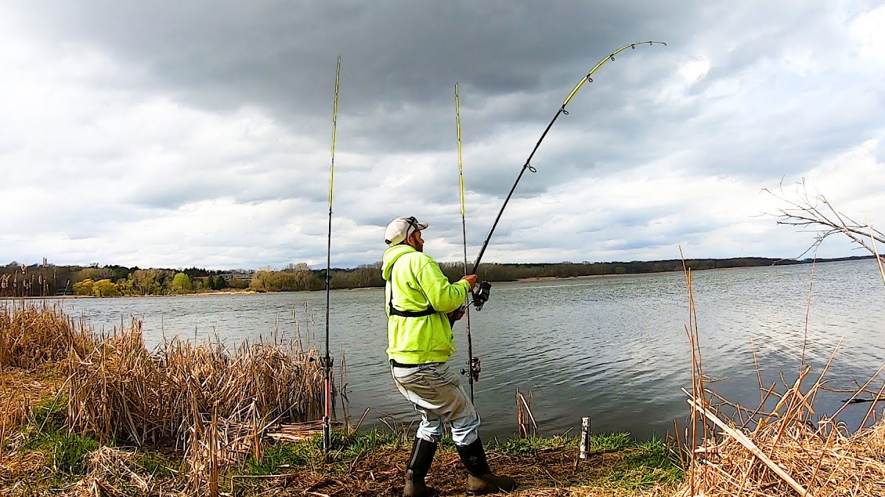 ЛОВЛЯ СОМОВ с помощью CUT Bluegill (береговая рыбалка)