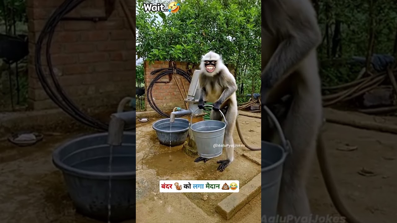 बंदर को लगा मैदान 