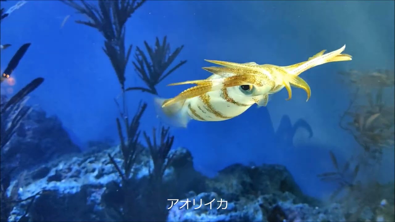 【サンシャイン水族館】空飛ぶペンギン 2026 0202 BGM 1.アルハンブラ宮殿の想い出 2.ゴヤのマハ