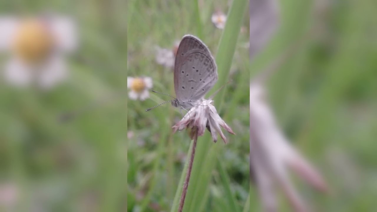 Nature shot with Lumix TZ20 - Can you get nice photos with old cameras?