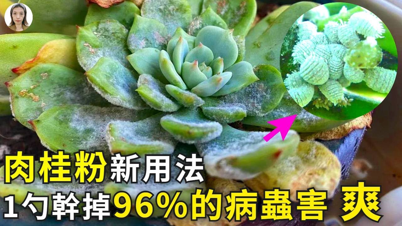 新發現個寶貝！肉桂粉除蟲太爽了，4月是使用的最佳時機！|花花世界