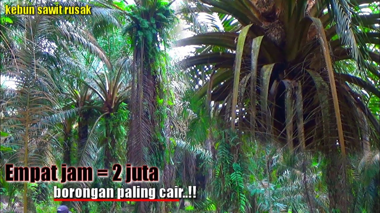 LIHAAAT😱!! SAYA TIDAK HANDAL TAPI EGREK SAYA SANGAT TAJAM || PRUNING PALING MAHAL