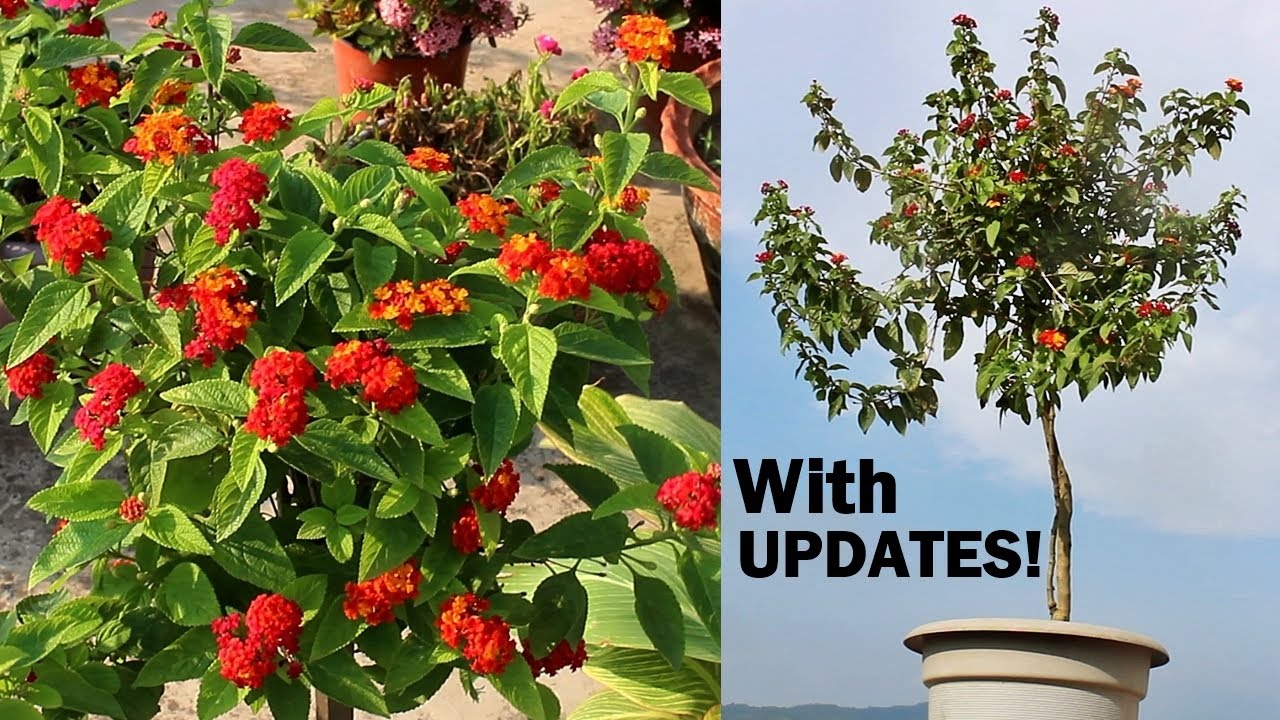 SEE How I Shaped Lantana Plant Like A TREE - With All CARE Tips