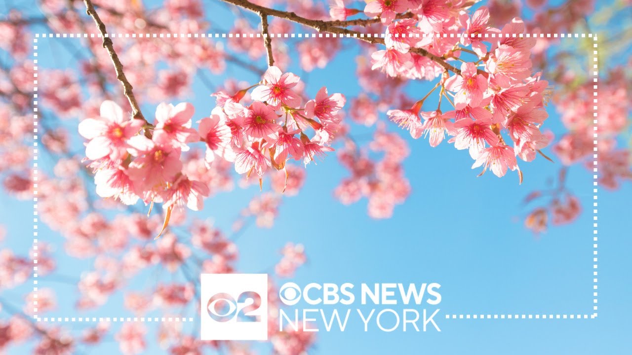 Cherry Blossoms on full display at Brooklyn Botanic Garden