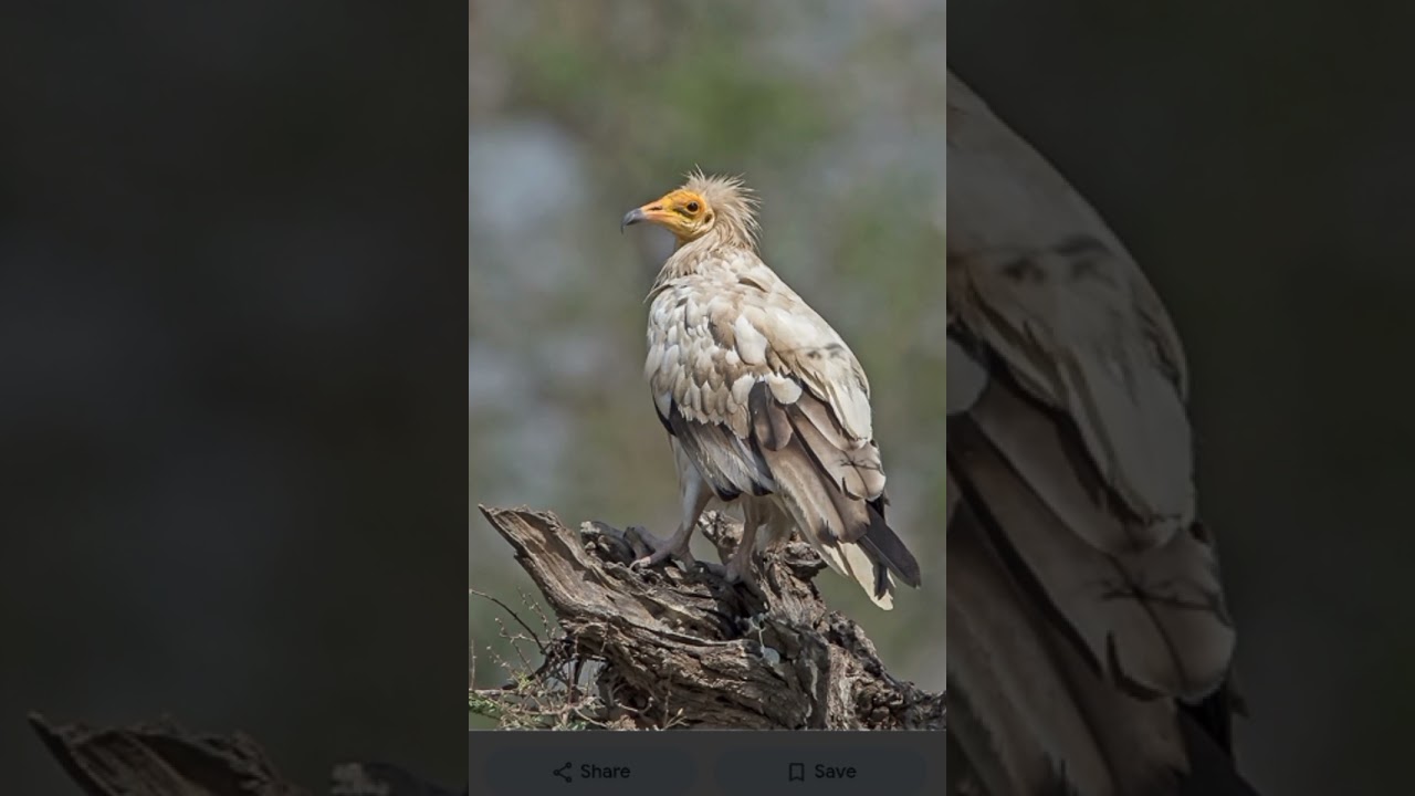 🦅 गिद्ध संरक्षण कार्य योजना (Vulture Conservation Action Plan) 2020–2025