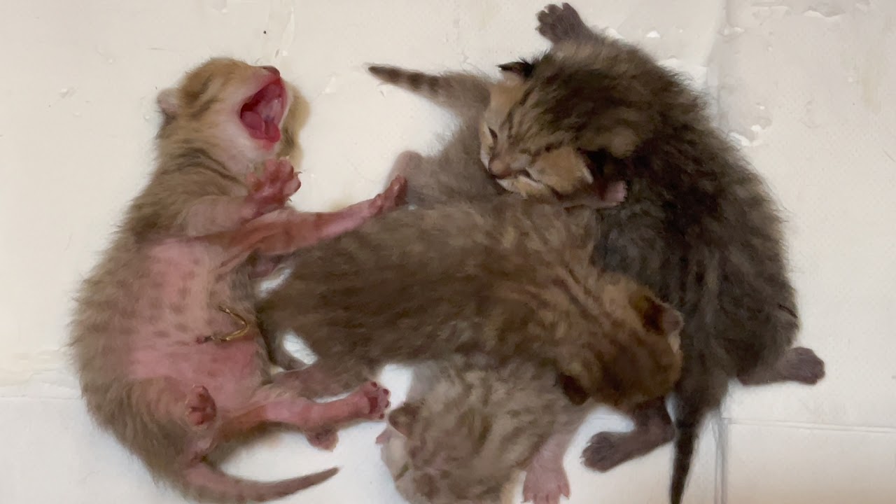 Newborn kittens fighting for milk funny and sweet