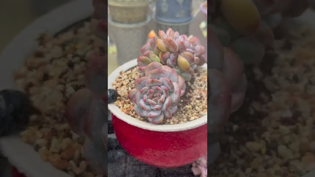 Smart Indoor Succulent Investment 🌿 Grow Premium Plants That Add Real Home Value