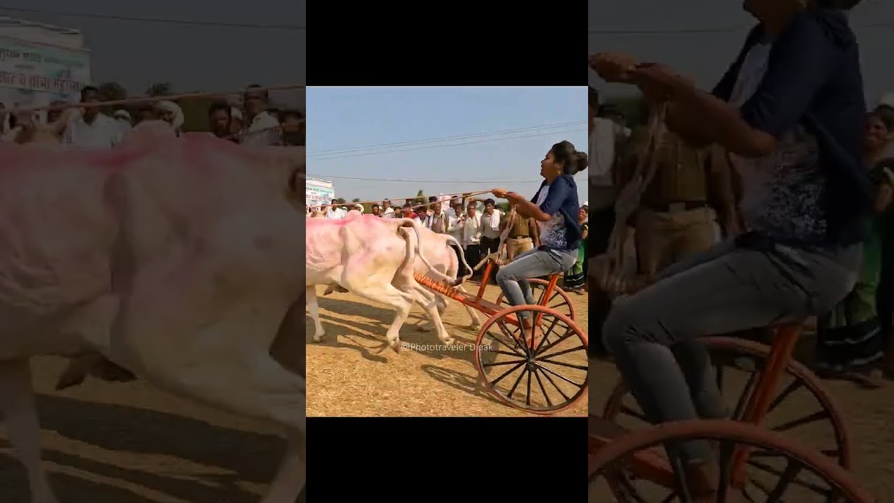 महिलाओ का शंकरपट, तळेगाव दशासर, Women's special Bull Race of Talegaon Dashasar |Shankar pat  #shorts