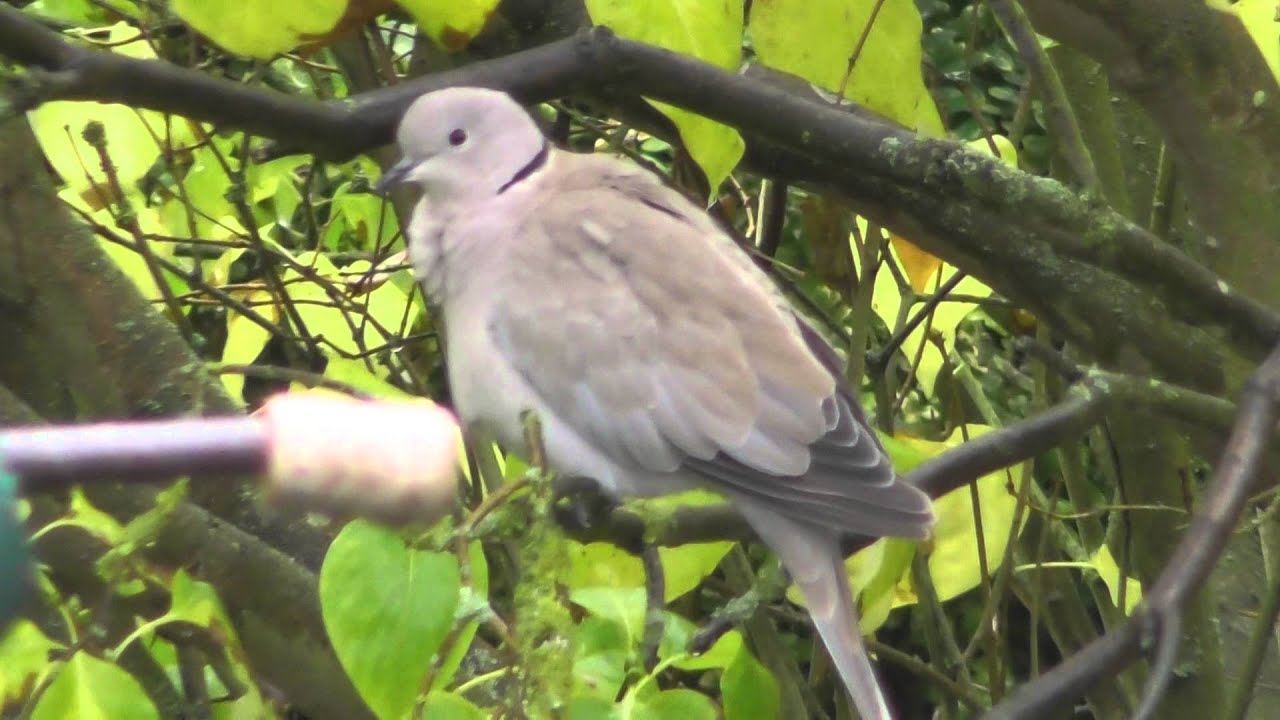 Zoom Test Panasonic HC W570 Camcorder
