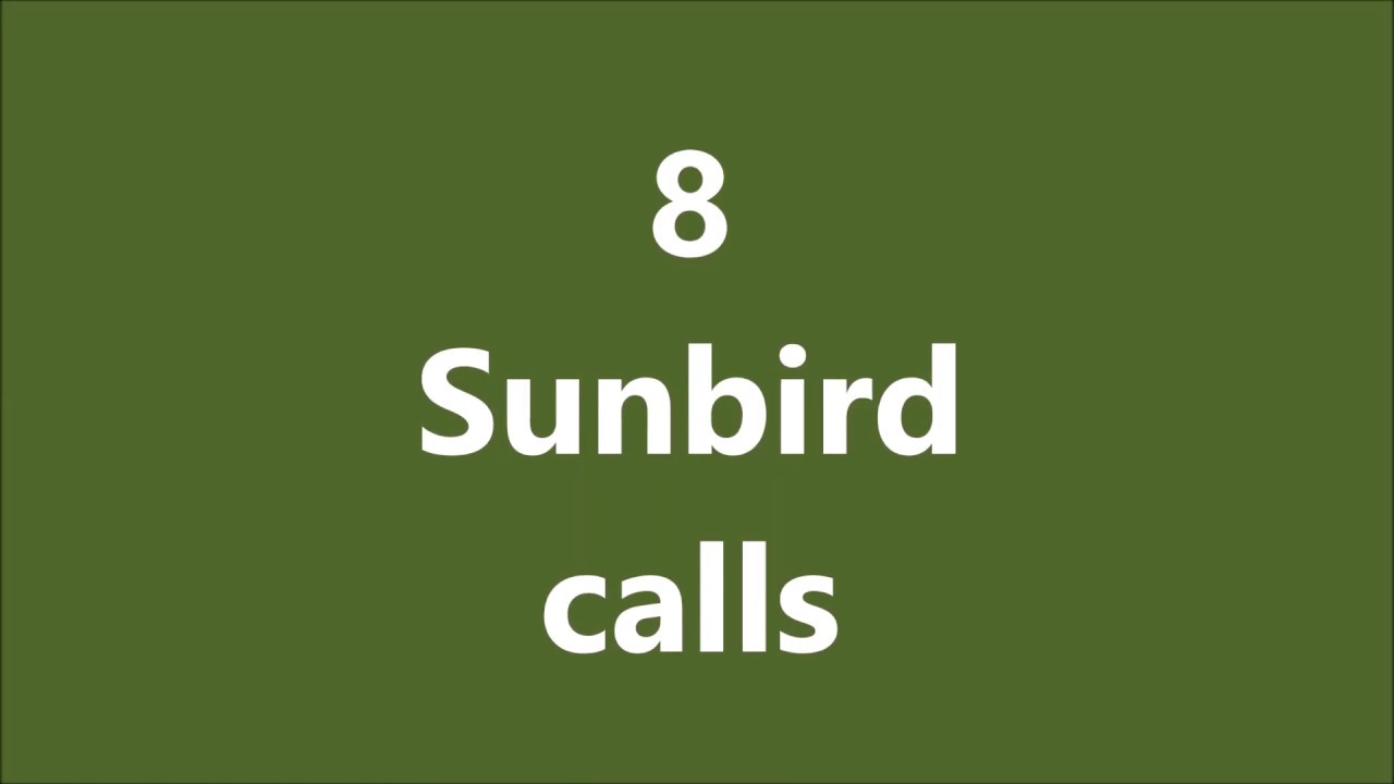 8 sunbird calls from southern Africa.