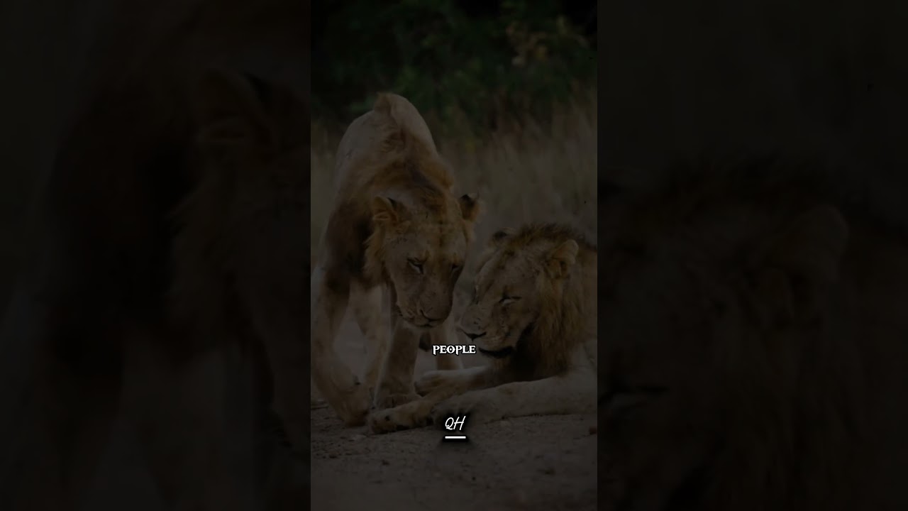 Silence Wins Battles #sigmarule #quotes