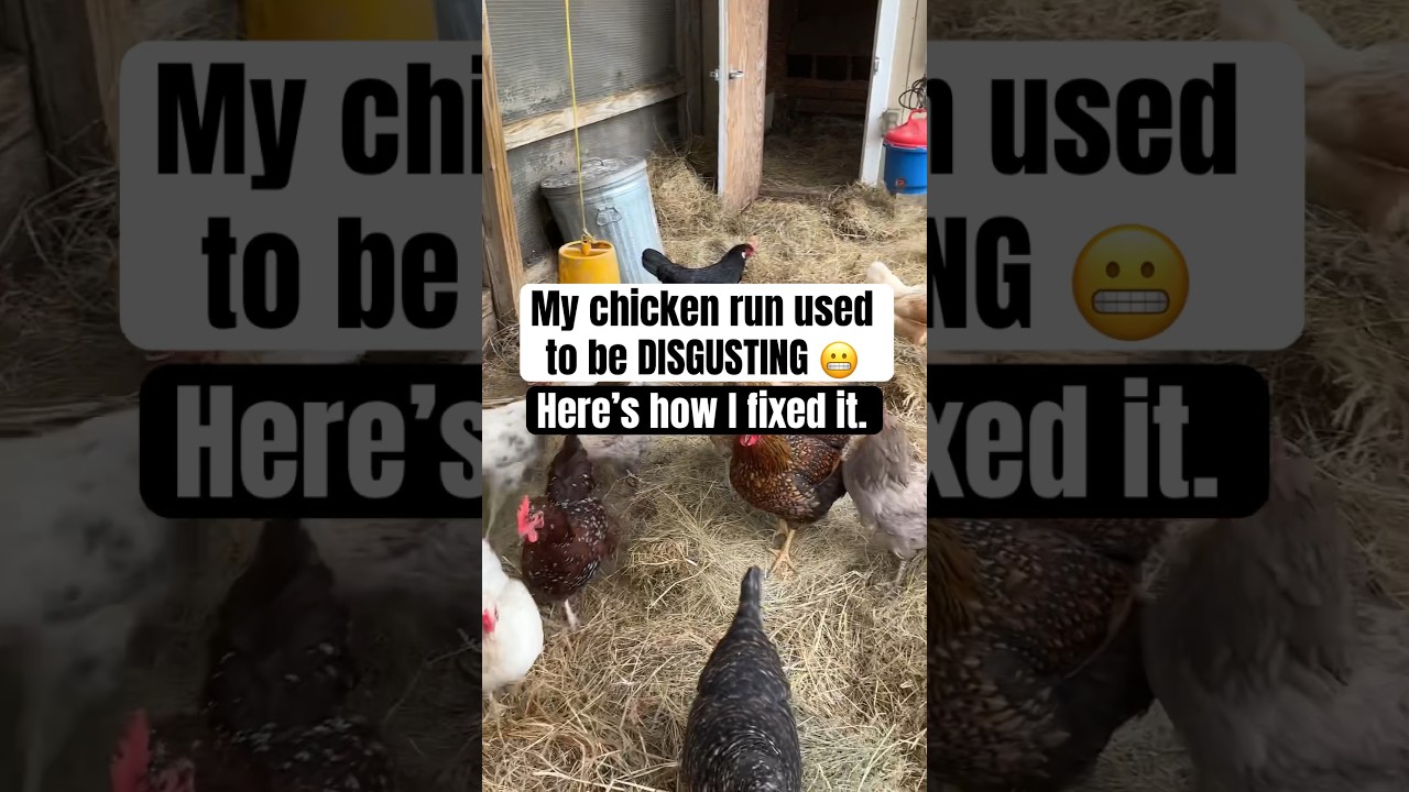 My chicken run was pretty gross until I made this one change&hellip; #chickencoop #chickens #homesteading