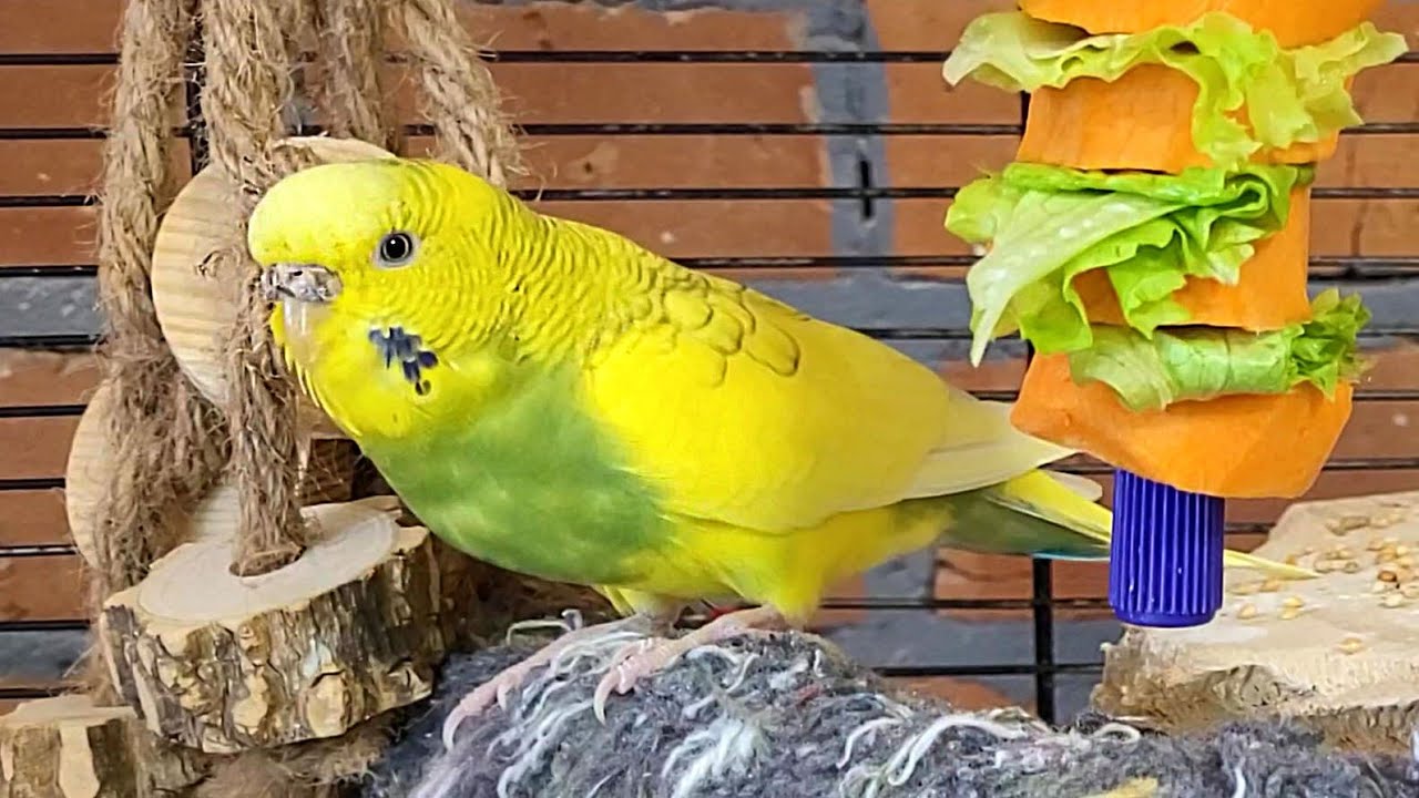 budgie parakeet sounds for relaxation