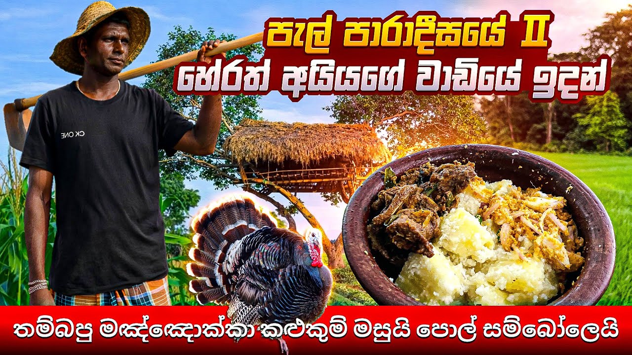 පැල් පාරාදීසයේ 02 හේරත් අයියගේ වාඩියේ ඉදන් තම්බපු මඤ්ඤොක්කා කළුකුම් මසුයි පොල් සම්බොලයි #village 
