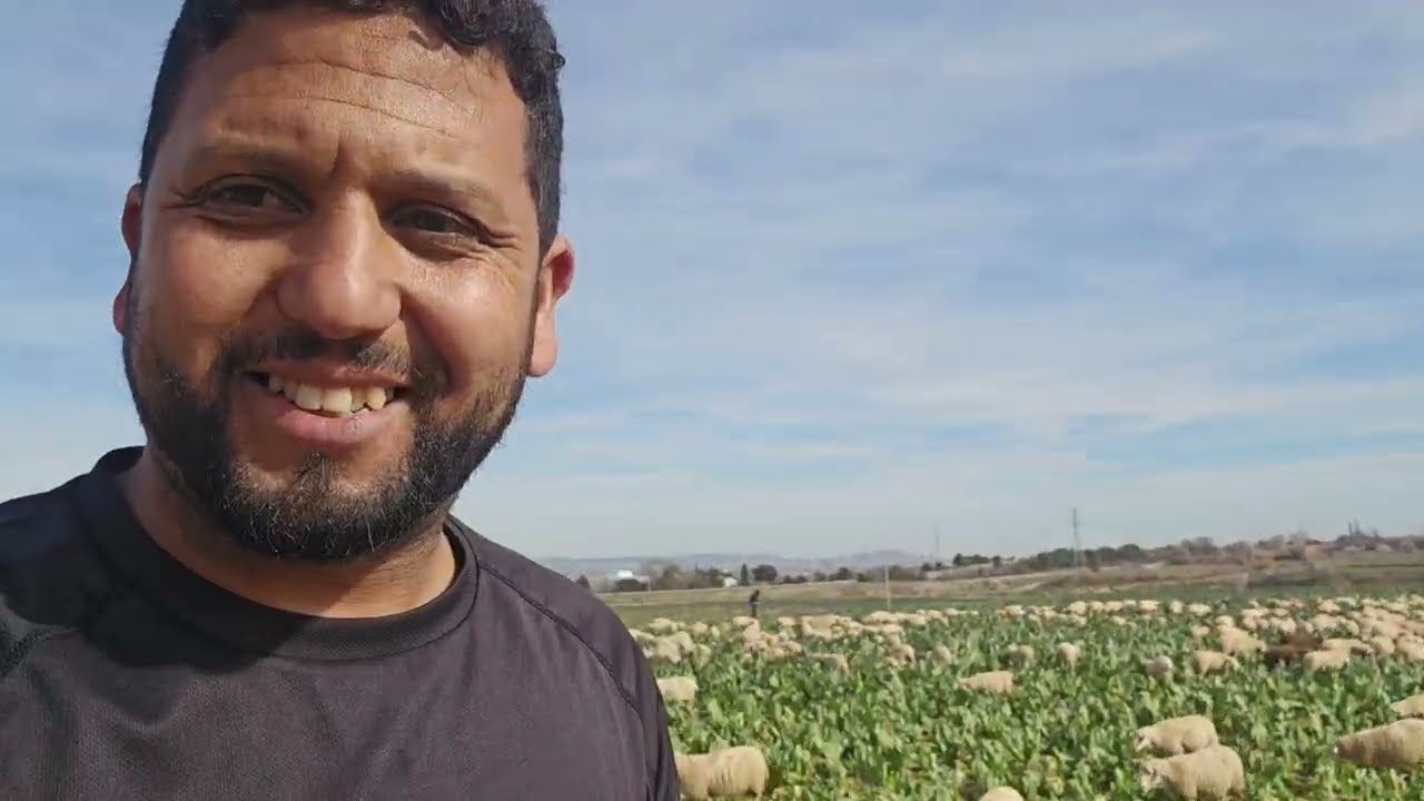 باغي دير مشروع تربية الغنم في اسبانيا أسمع الكوارث لي غاطي طيح فيهم 