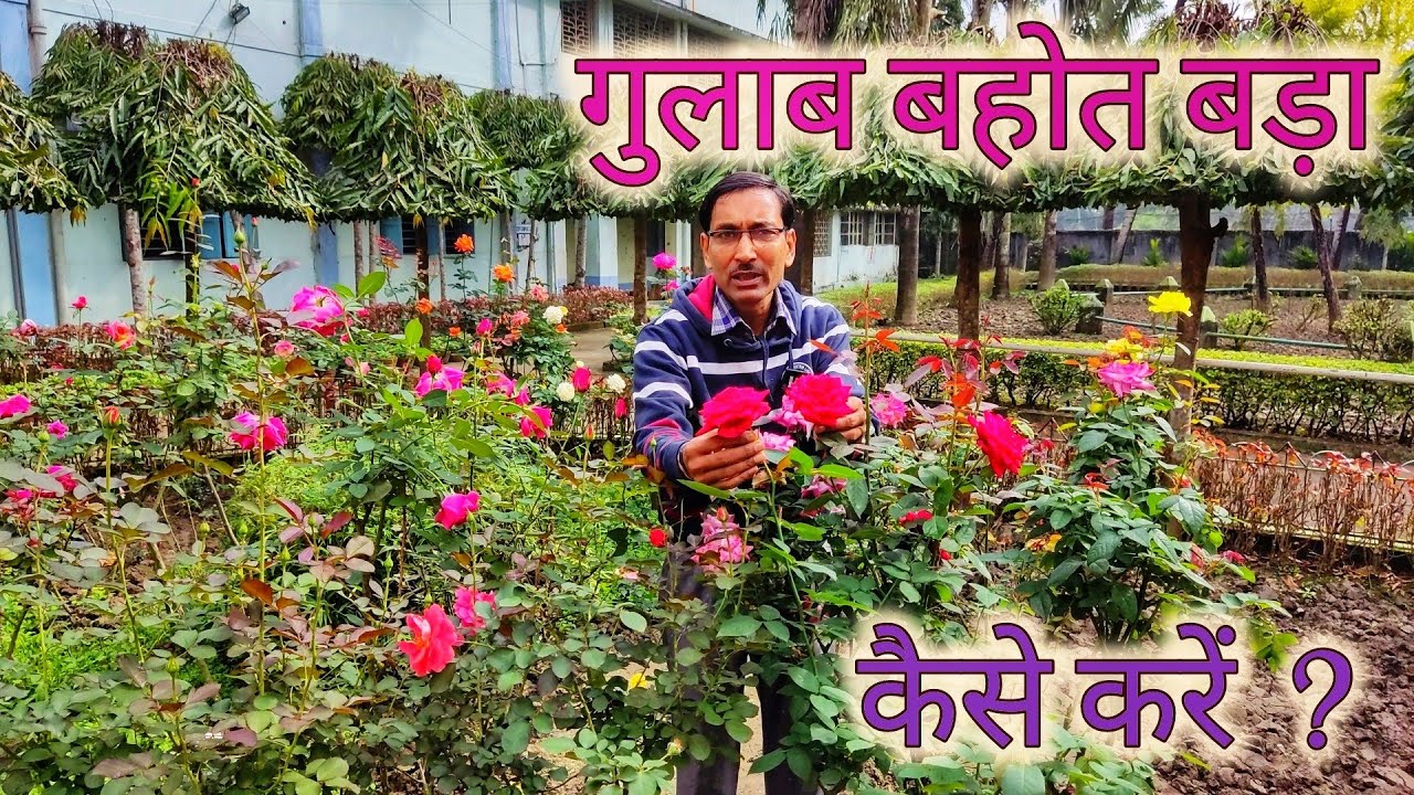 गुलाब में बड़े बड़े फूल कैसे पायें ? How to get big flowers in Roses