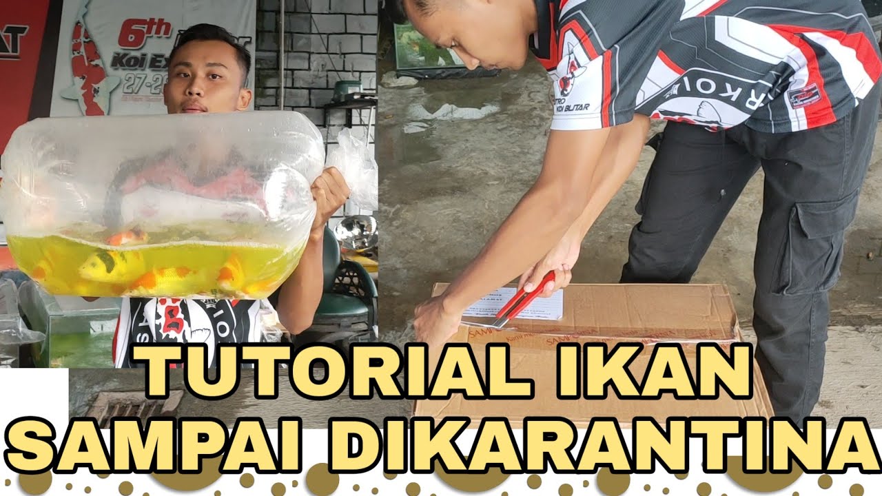 Tutorial Ikan Koi Sampai karantina Untuk PEMULA !!!