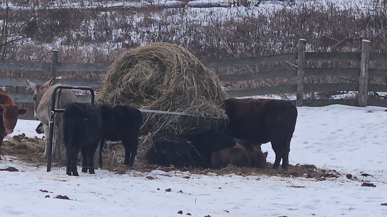 Have to have fun in the winter storm 