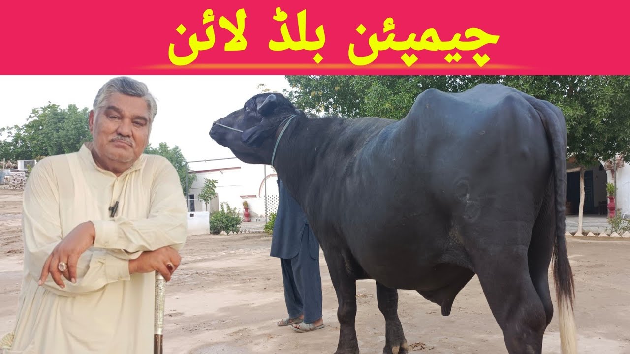 lalyka Dairy Farm || Champion Bloodline Nili Buffaloes