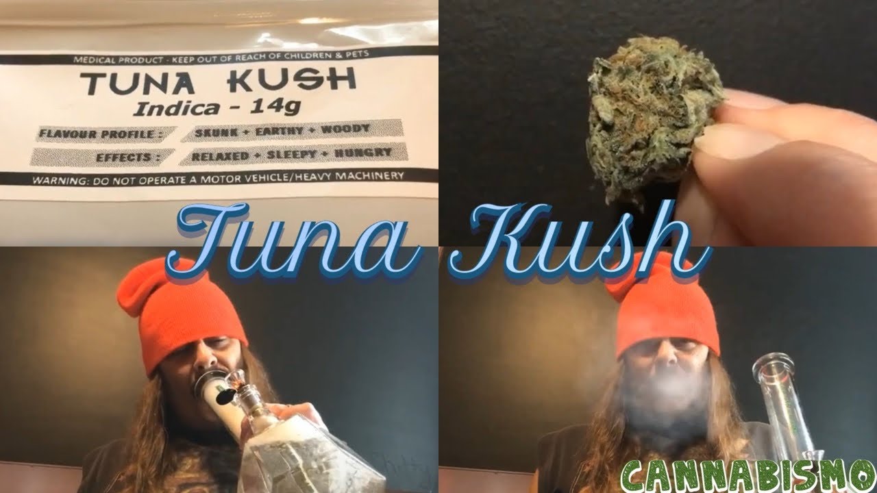 Cigrit Reviews &ldquo;Tuna Kush&rdquo; (Medical Marijuana) From Cannabismo