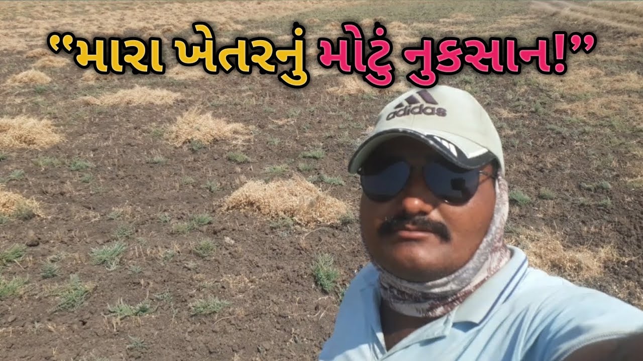 મારા ઘેડના ખેતરમાં ભૂંડ ચણા ખાઈ ગયા 😢 | Chana Crop Damage | Jaydip Baraiya Vlogs