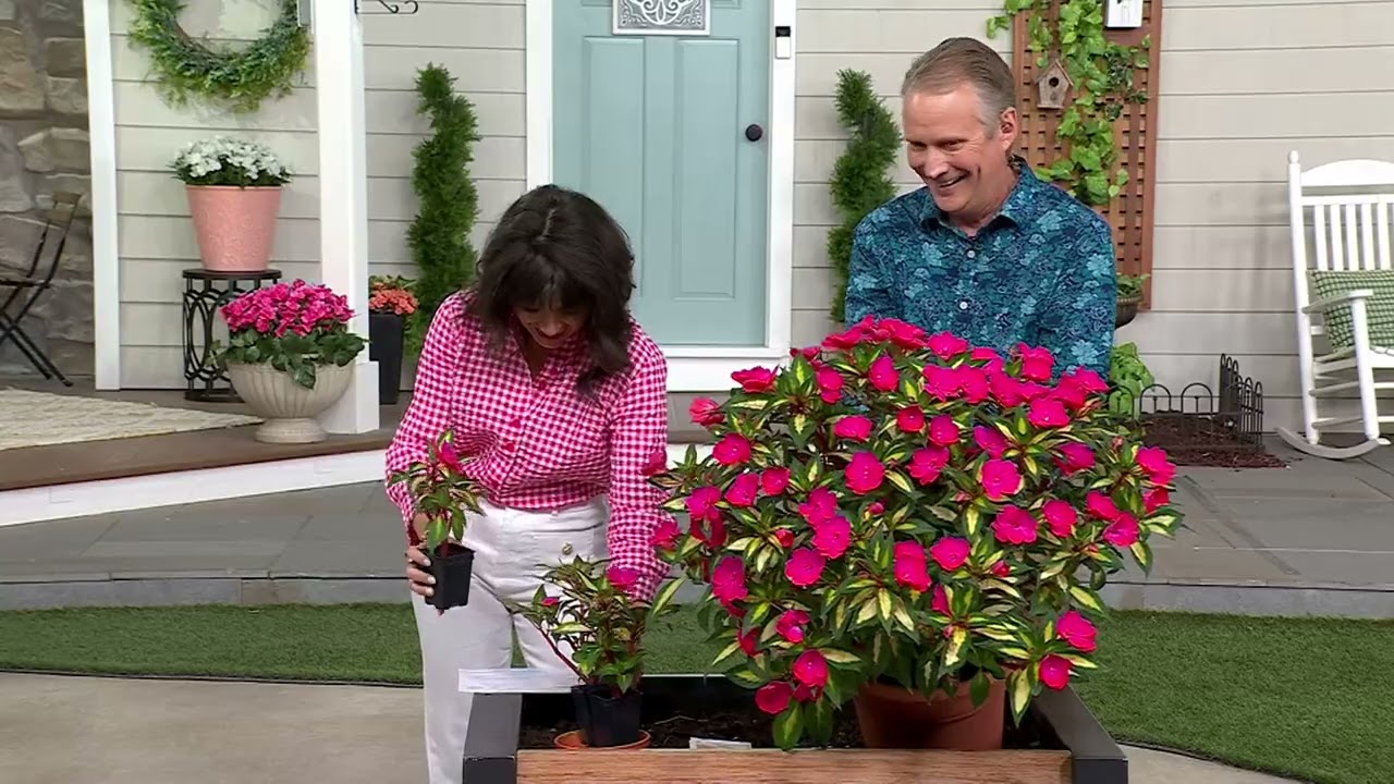 Cottage Farms 3-Piece Tropical Pink Lighting SunPatiens on QVC