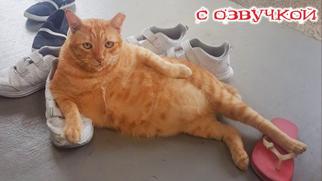 Приколы с котами! С ОЗВУЧКОЙ! СМЕШНЫЕ КОТЫ 2024! Самые смешные животные - Я РЖАЛ ДО СЛЁЗ!
