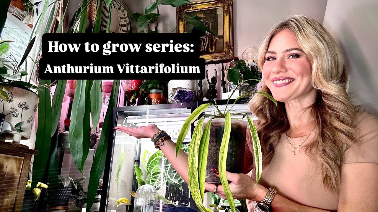 How To Grow Series: Anthurium Vittarifolium. The one that got me hooked on Anthurium!!