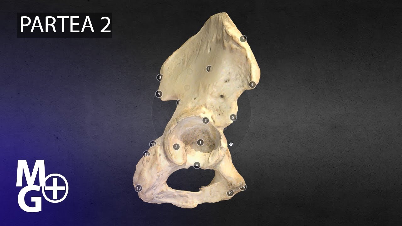 Osul coxal (partea 2) Curs/ Prezentare 3D de Anatomie