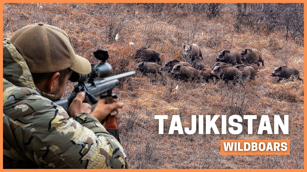 Największy dzik w moim życiu! 🐗 Polowanie na gigantyczne dziki w Tadżykistanie.