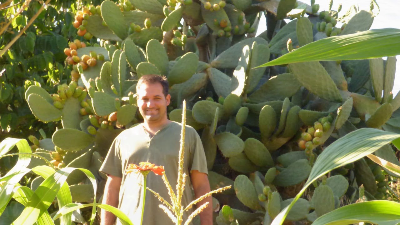 Nopal  o Chumbera - higos chumbos o TUNAS - Canal de Ibiza