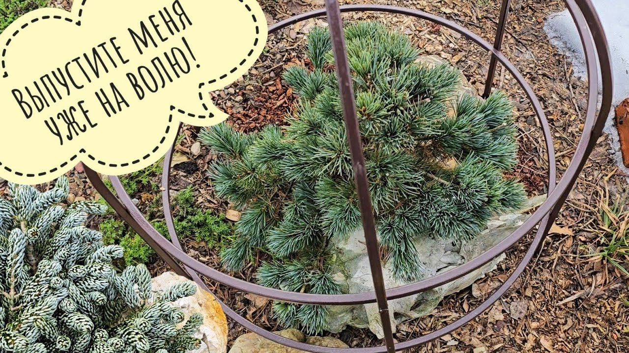 Как перезимовали ёлочки и сосны в бетонных кольцах? Оттаяли мои альпийские кучки