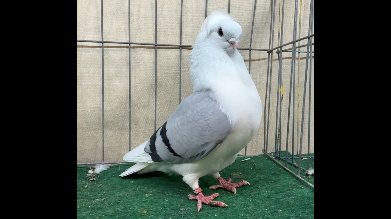 2025- National Young Bird Show (NYBS)