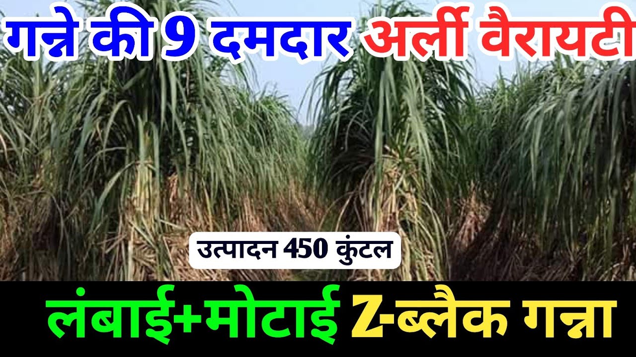 Sugarcane Early Variety। CO-0118।CO-15023।COLK-14201।COS-13235।CO-98014।COLK-16202।17231।18231।85