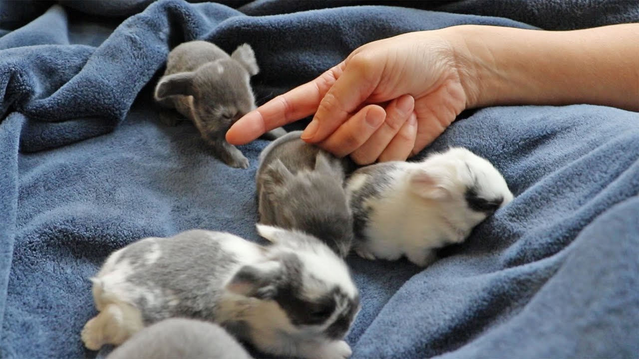 Baby Bunny Attacks Finger!
