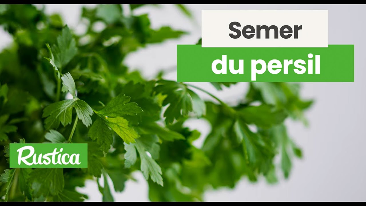 Semer du persil