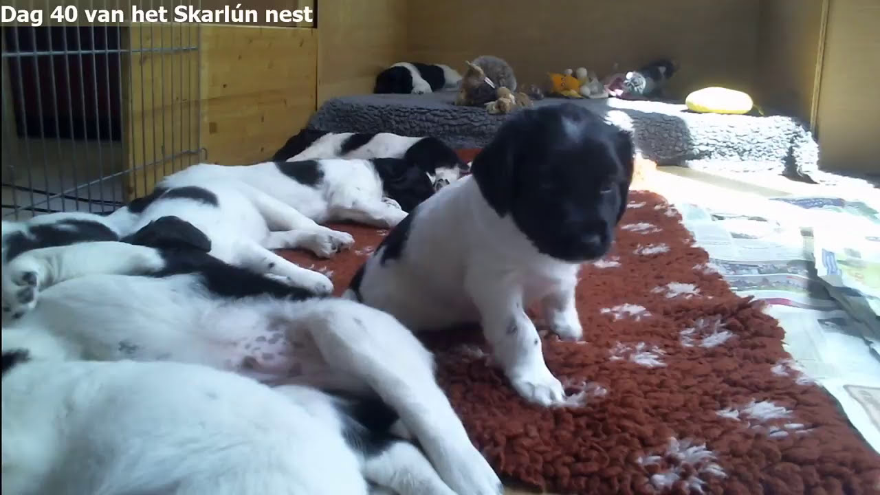 Live stream Friese Stabij kennel fan'e Sudewyn